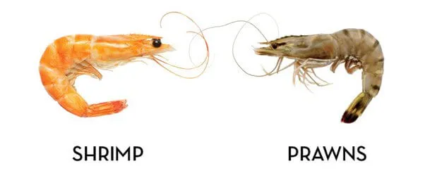 Shrimp vs. Prawns: What’s the Difference?