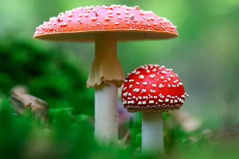 Exploring the Enigmatic Effects of Amanita Mushroom Gummies
