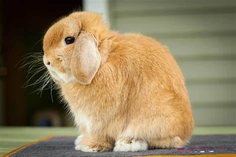 Choosing the Perfect Companion: A Guide to the Best Pet Rabbit Breeds