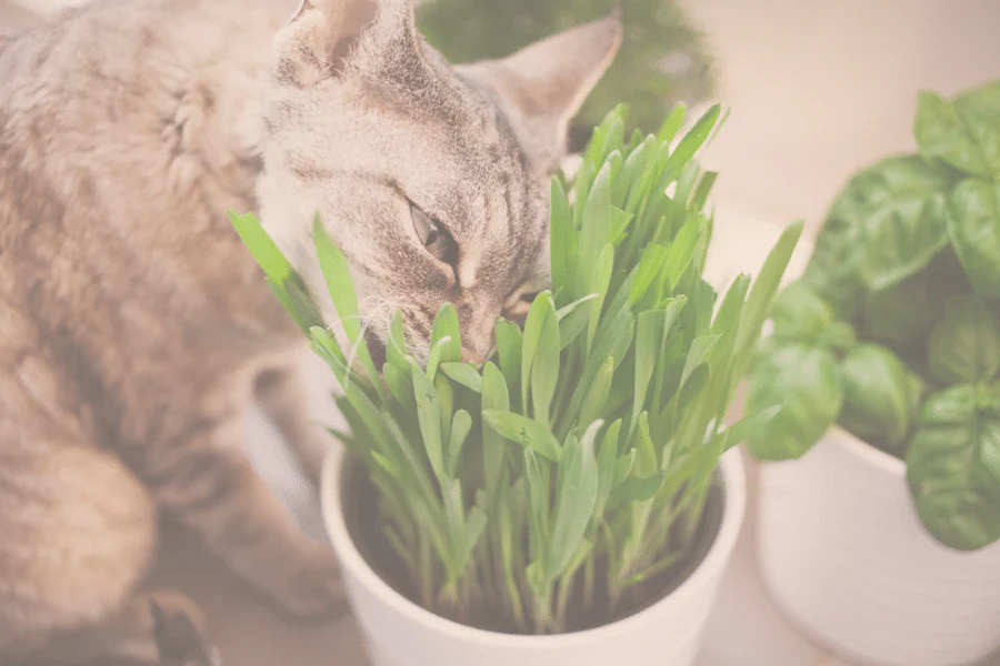 The Benefits of Growing Your Own Catnip Grass for Your Cat