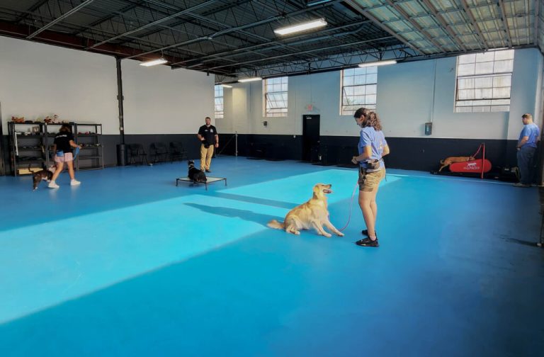 Why Dog Boarding and Training is a Great Option for Busy Pet Owners