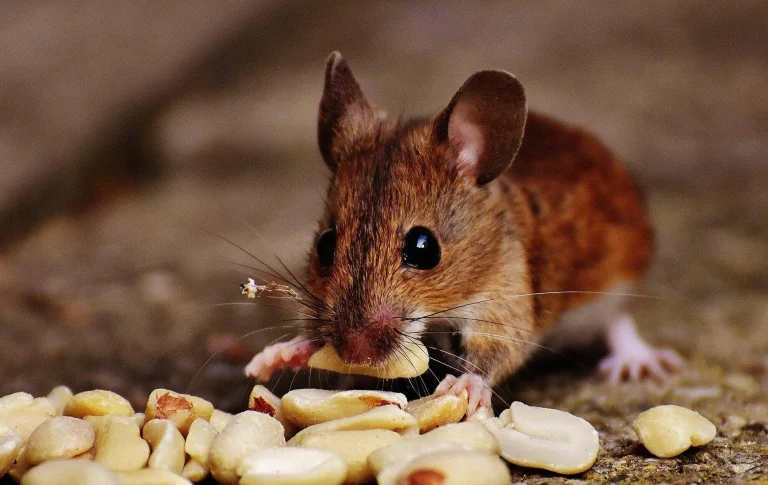 The Pros and Cons of Using Live Feeder Mice for Your Pet’s Diet