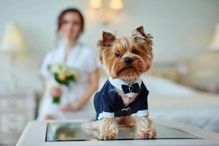 Dos and Don’ts of Pet Dress Up: Keeping Your Pet Comfortable & Stylish