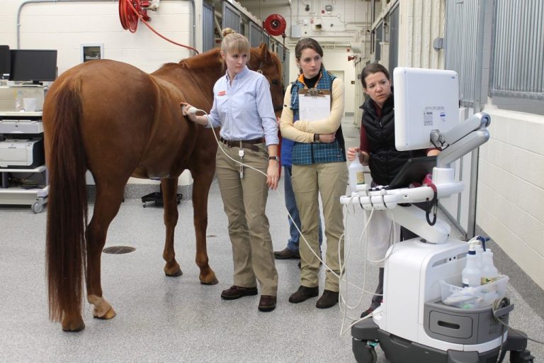 The Role of Technology in Modern Large Animal Vet Supplies